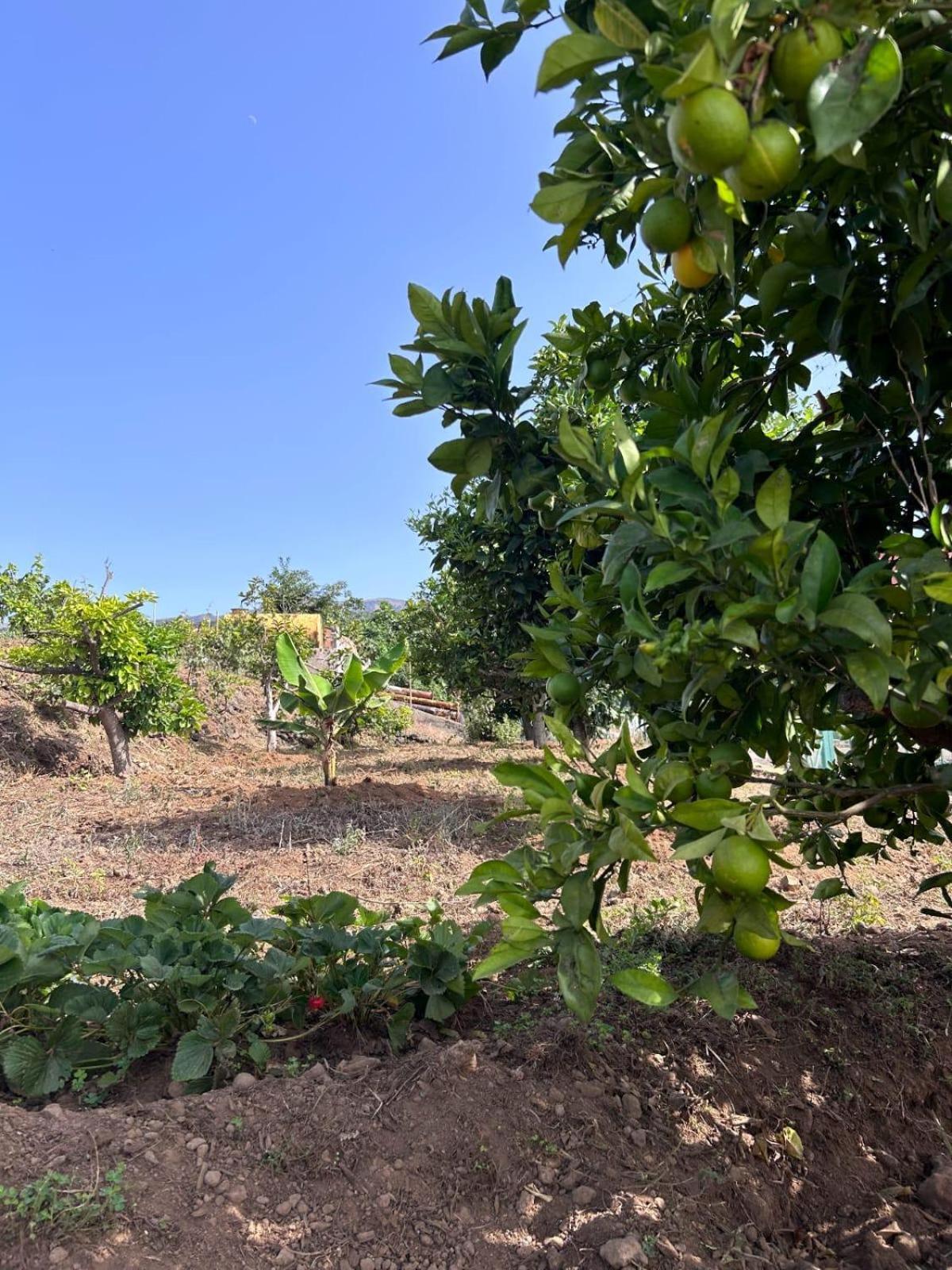 Realejo Alto Villa Perejil מראה חיצוני תמונה